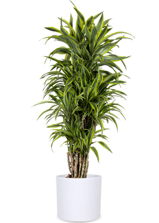 Dracaena lemon lime verzweigter Stamm (Drachenbaum) (XL)