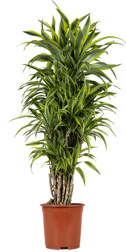 Dracaena lemon lime (Drachenbaum) kaufen