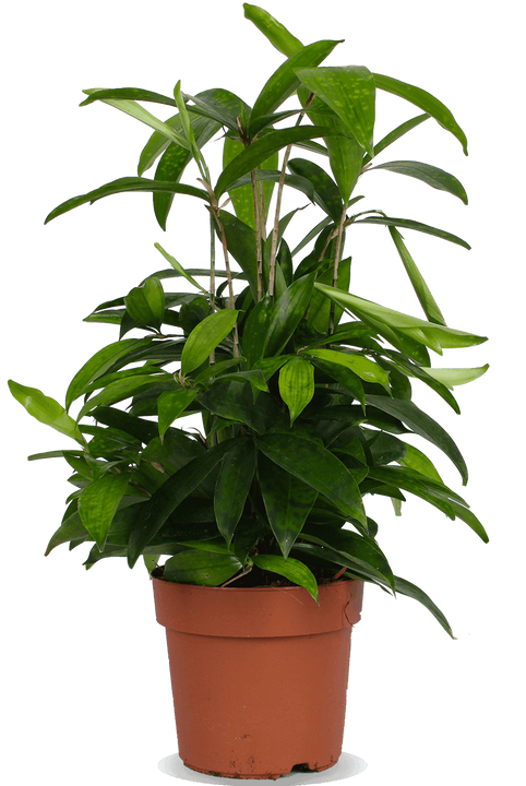 Dracaena surcurlosa (Bambus-Drachenbaum) (M)