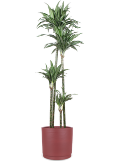 Dracaena ulises (Drachenbaum) (XL)