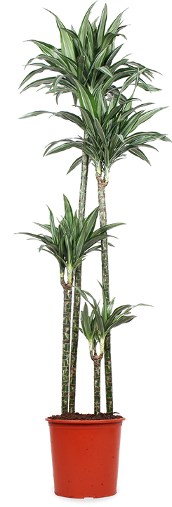 Dracaena ulises (Drachenbaum) (XL)