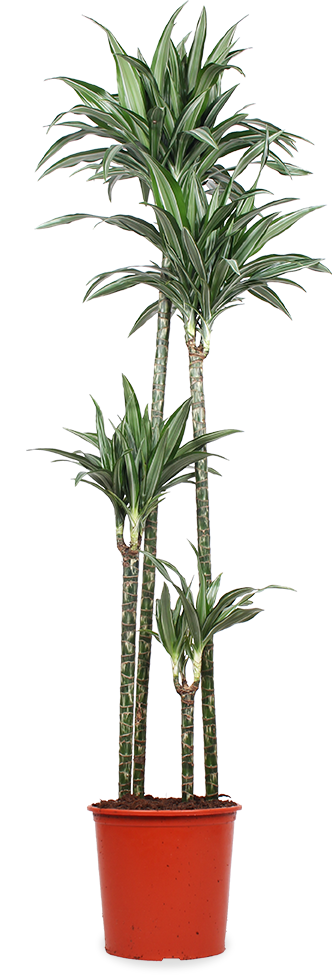drachenbaum xxl Dracaena ulises (Drachenbaum) (XL) kaufen? | Nala