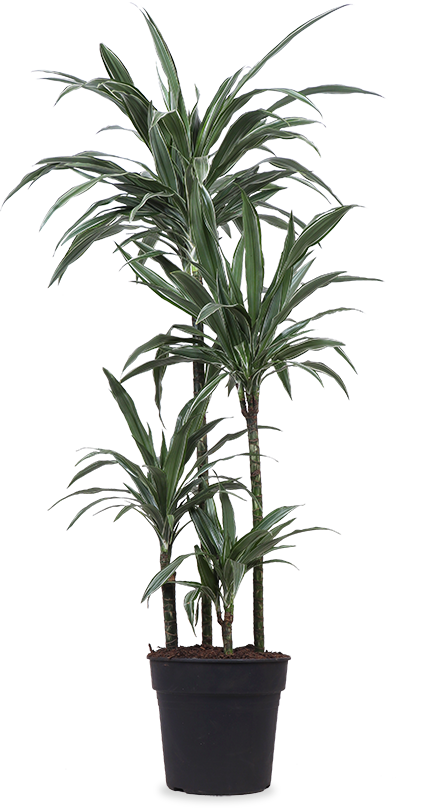 Dracaena Warneckei (Drachenbaum) kaufen? | Enzi