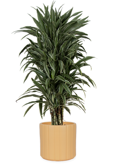 Dracaena warneckei verzweigter Stamm (Drachenbaum) (L)