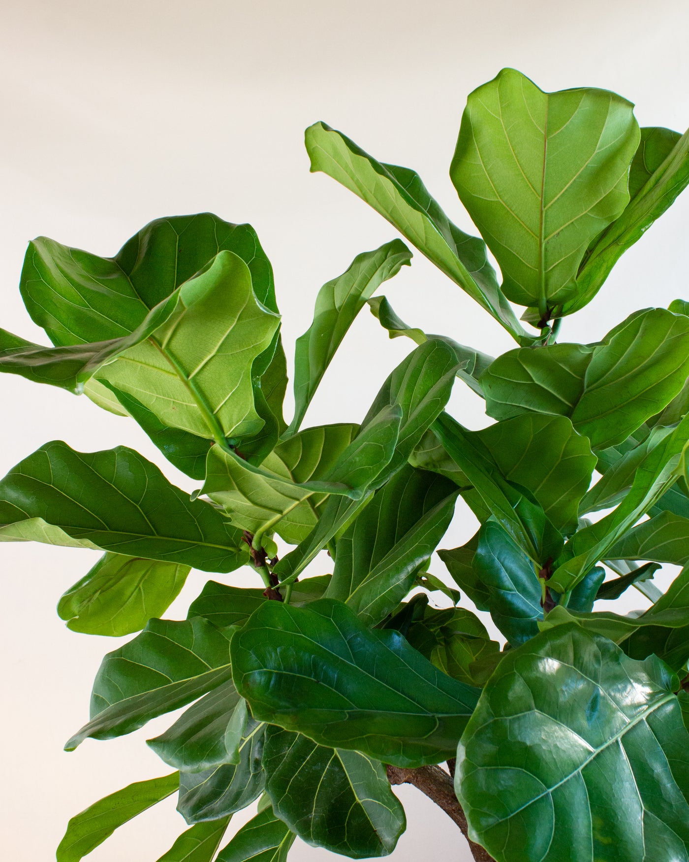 Ficus lyrata verzweigt (Geigenfeige) (XL)