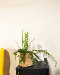 inspiratie-3