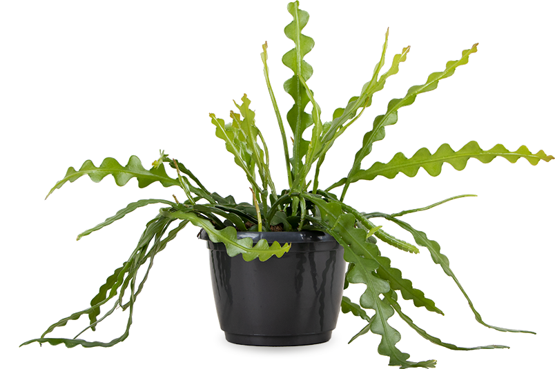 Epiphyllum anguliger (Sägeblattkaktus)