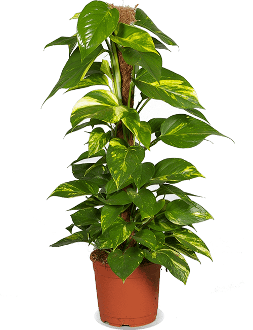 Epipremnum aureum (Efeutute) (M)
