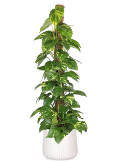Epipremnum aureum (Efeutute) (L)