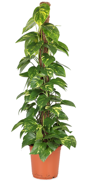 Epipremnum aureum (Efeutute) (L)