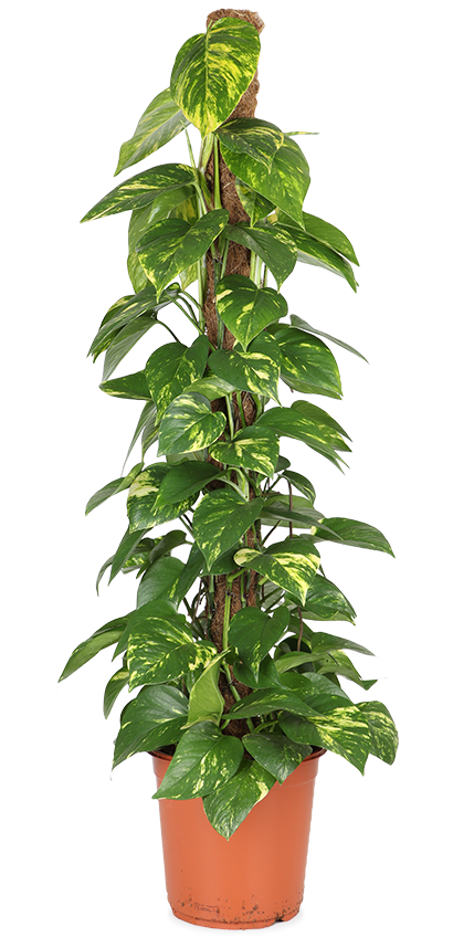 Epipremnum Aureum (Efeutute) kaufen? | Jaap