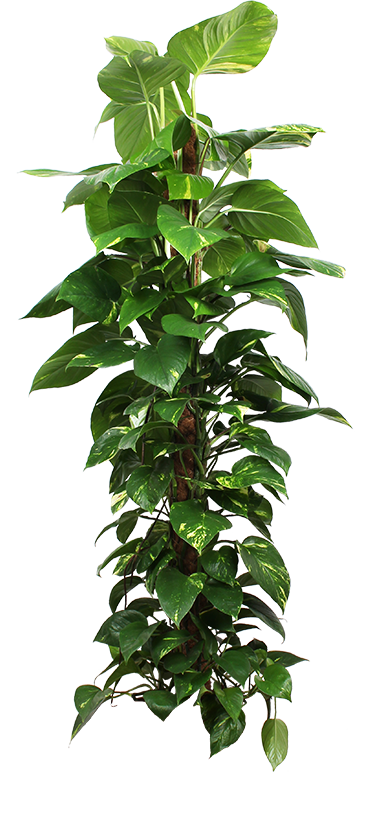 Epipremnum Aureum (Efeutute) (XL) kaufen? | Jaap