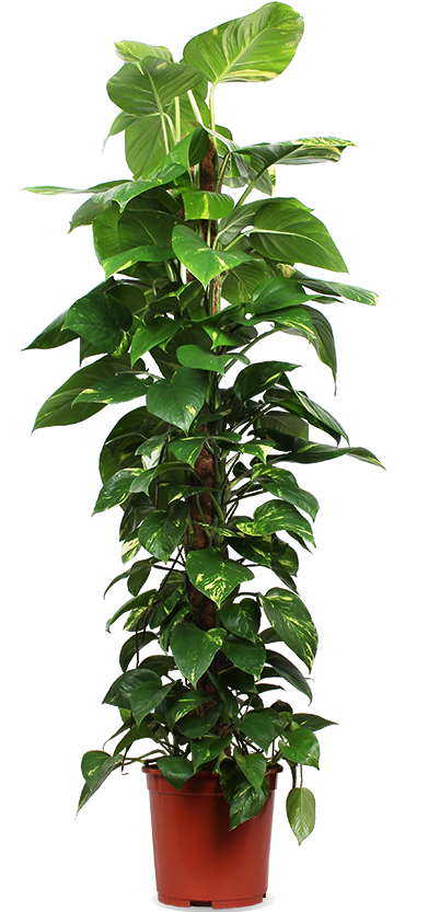 efeutute zimmer Epipremnum Aureum (Efeutute) (XL) kaufen? | Jaap