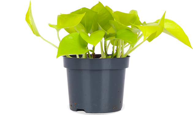 Epipremnum pinnatum (Efeutute) (S) kaufen | Plantsome