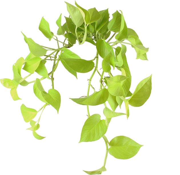 Epipremnum pinnatum (Efeutute) (S) kaufen