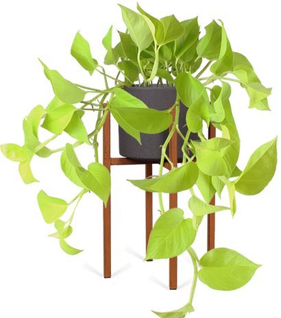 Epipremnum pinnatum "golden pothos" (Efeutute) (S) (40cm)