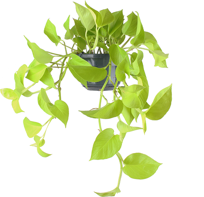 Epipremnum pinnatum "golden pothos" (Efeutute) (S) (40cm)