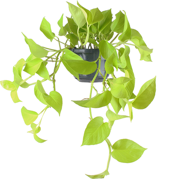 pothos pflanze kaufen Epipremnum pinnatum (Efeutute) (S) kaufen