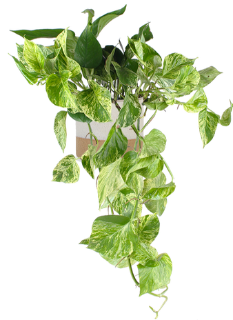Epipremnum pinnatum "marble queen" (Efeutute) (M)