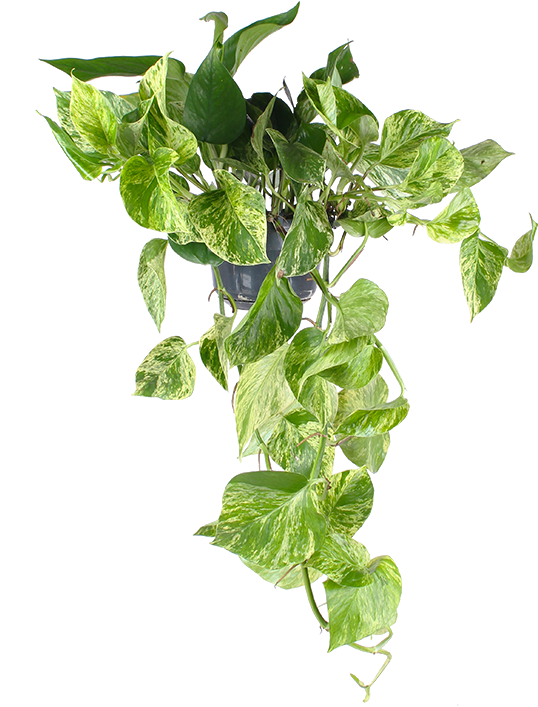 Epipremnum Pinnatum 'Marble Queen' (Efeutute) | Mila