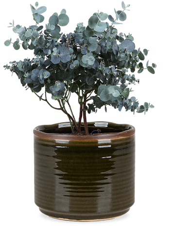 Eucalyptus gunnii (Mostgummi-Eukalyptus)