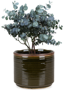 Eucalyptus gunnii (Mostgummi-Eukalyptus)