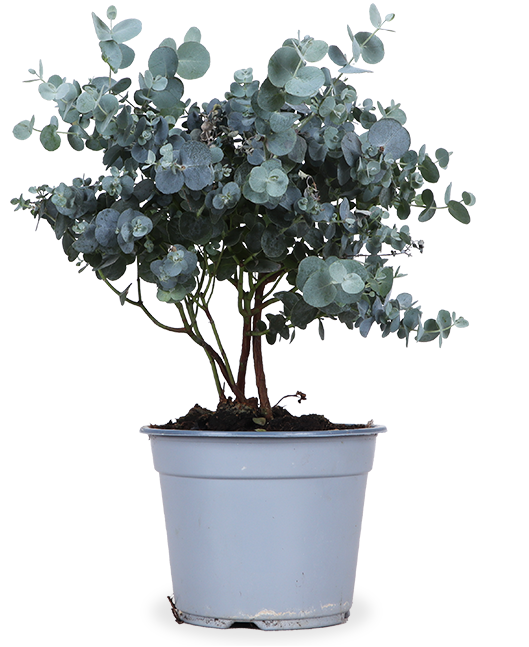 eukalyptus als zimmerpflanze geeignet Eucalyptus gunnii (Mostgummi-Eukalyptus) – Plantsome