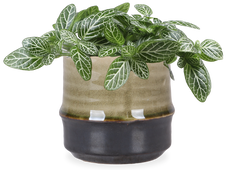 Fittonia verschaffeltii (Mosaikpflanze)(XS)