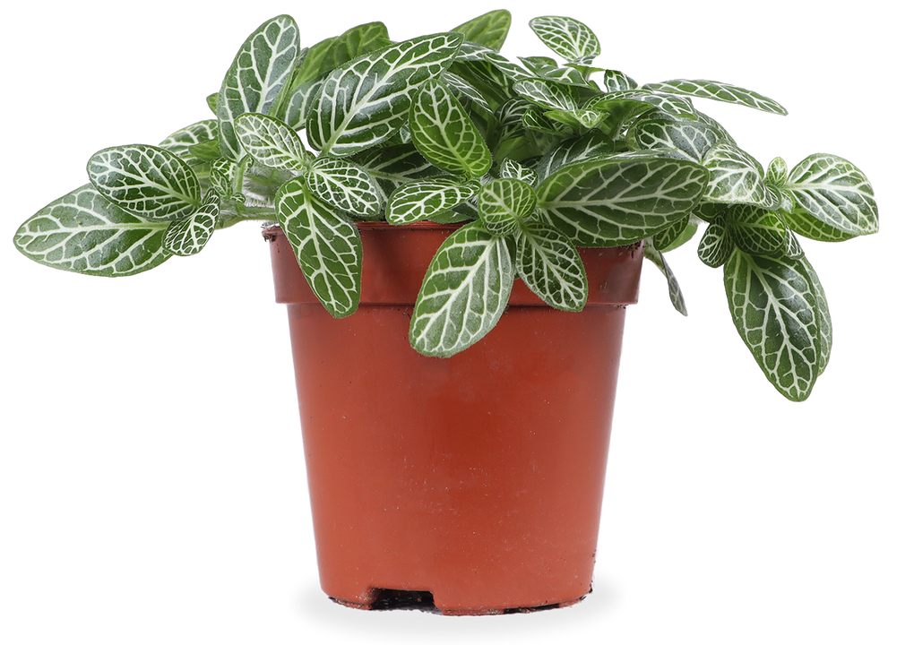 Fittonia verschaffeltii (Mosaikpflanze)(XS)