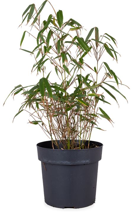 Fargesia rufa (Bambus) (M)