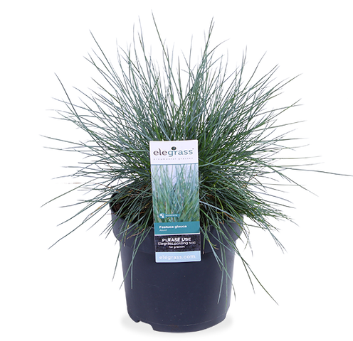 Festuca Blau (Blauschwingel-Gras) Glauca | Plantsome Azura Bill kaufen |