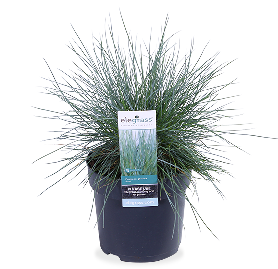 Festuca glauca "azura blue" (Blauschwingel-Gras) (S)