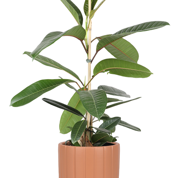 Ficus Trsor (Gummibaum) kaufen? | Walter | Plantsome