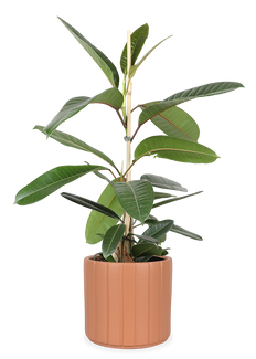 Ficus trésor (Gummibaum) (M)