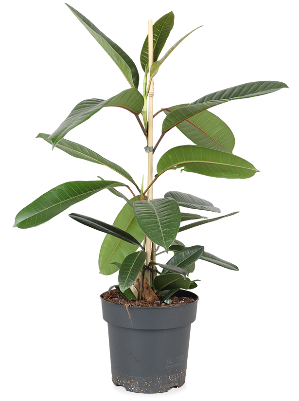 Ficus trésor (Gummibaum) (M)