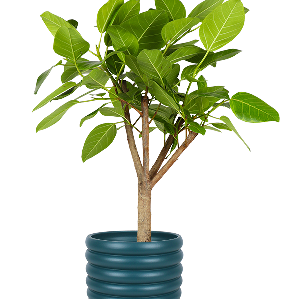 Ficus Benghalensis Altissima (L) kaufen? | Aïsha