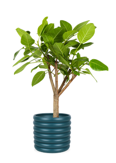 Ficus benghalensis altissima (Banyanbaum) (L)