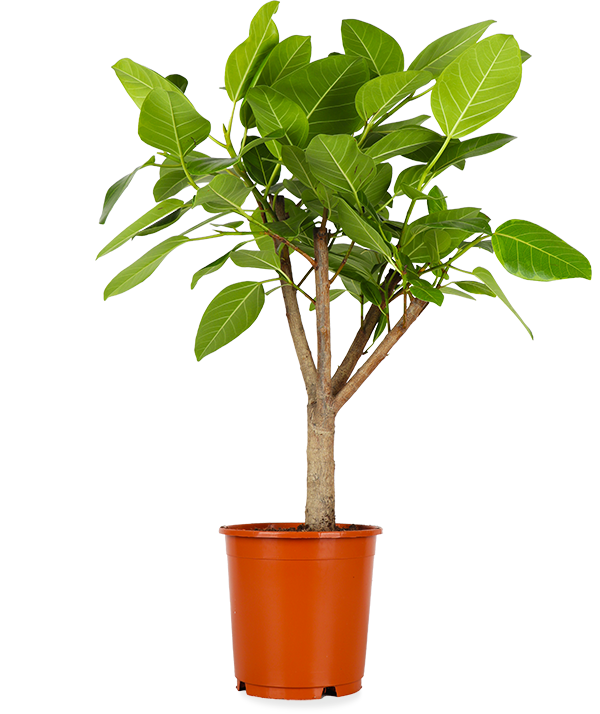 Ficus benghalensis altissima (Banyanbaum) (L)