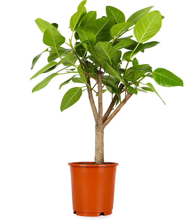 ficus altissima pflege Ficus Benghalensis Altissima (L) kaufen? | Aïsha