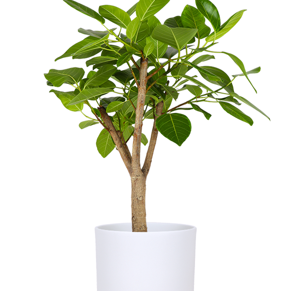 Ficus Benghalensis Altissima (XL) kaufen? | Aïsha