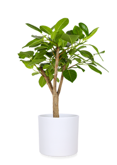 Ficus benghalensis altissima (Banyanbaum) (L)