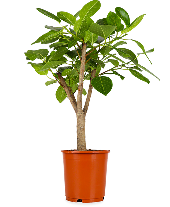 Ficus benghalensis altissima (Banyanbaum) (L)