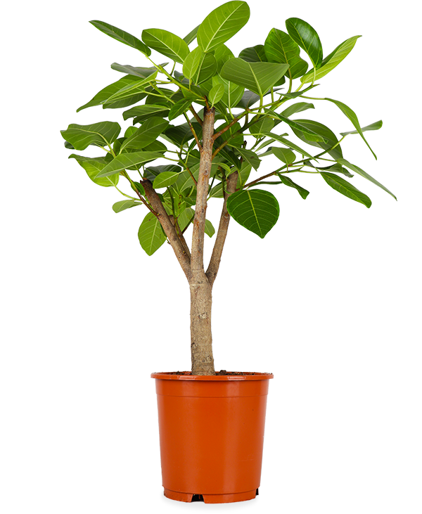 Ficus benghalensis altissima (Banyanbaum) (L)