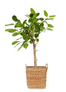 Ficus benghalensis altissima (Banyanbaum) (XL)