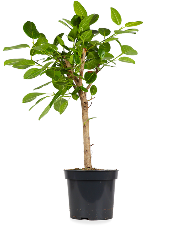 Ficus benghalensis altissima (Banyanbaum) (XL)