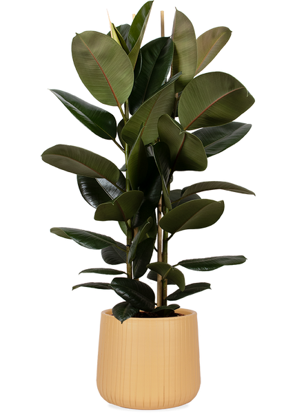 Ficus elastica (Gummibaum) (L) kaufen