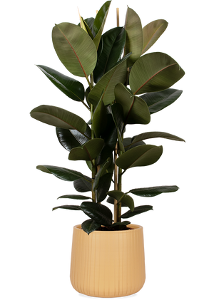 Ficus elastica (Gummibaum) (L) kaufen