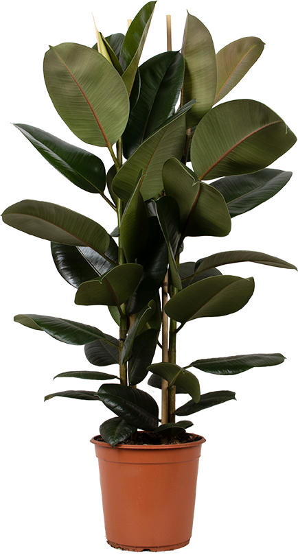 Ficus elastica (Gummibaum) (L) kaufen