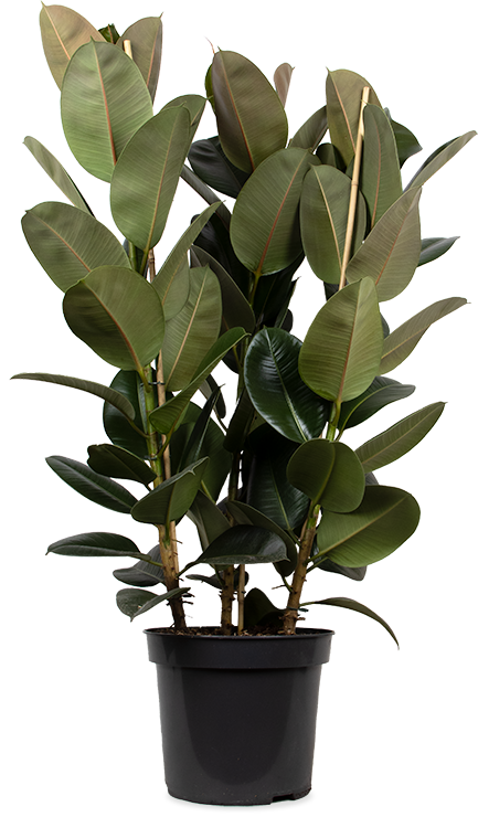 Ficus elastica (Gummibaum) (XL) kaufen