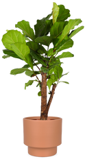 Ficus lyrata verzweigter Stamm (Geigenfeige) (L)